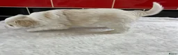 Miniature Schnauzer dogs for sale: 5* Licensed KC Small Miniature Schnauzer Litter  - Advert 14