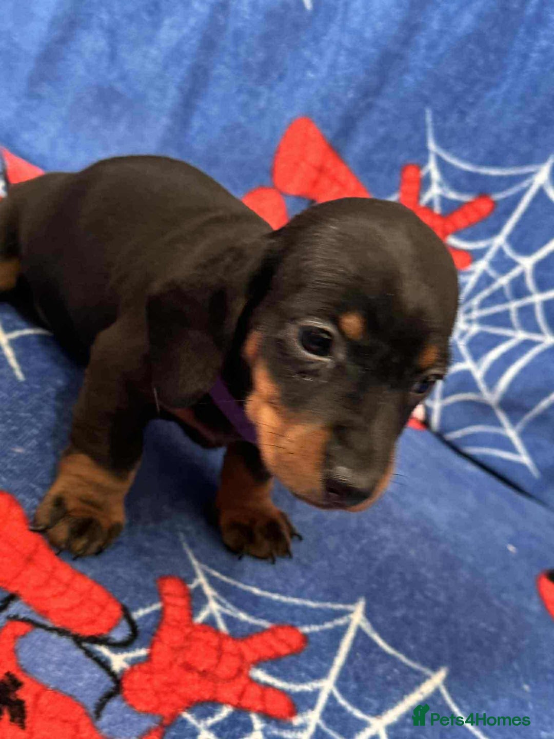 Miniature Dachshund dogs for sale: Miniature dachshund  - Advert 32