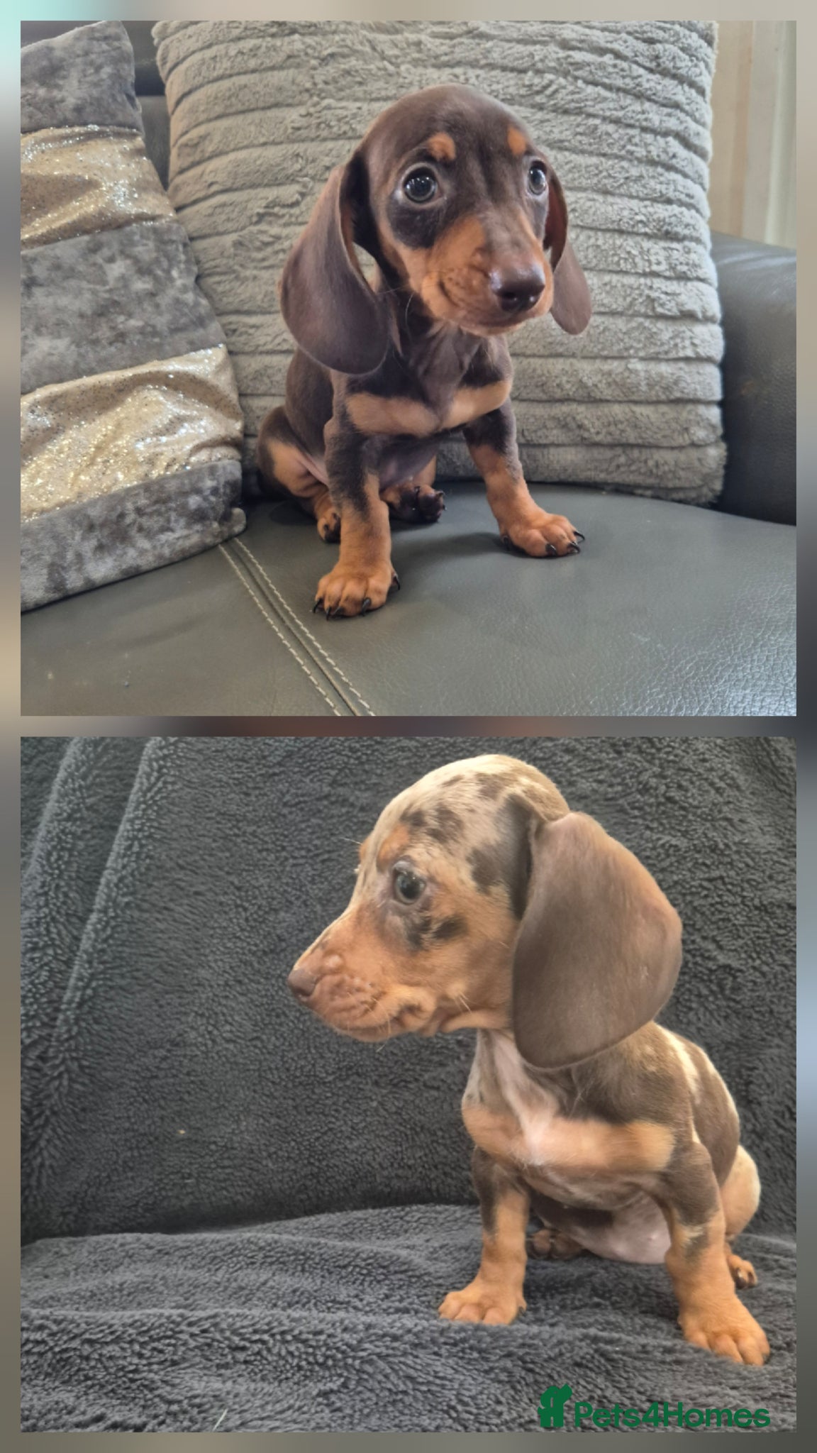 Miniature Dachshund dogs Last 2 KC Dachshunds  girls - Ready now - Advert 1