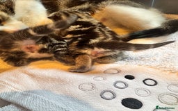 Mixed Breed cats for sale: Stunning  unique kittens  - Image 22