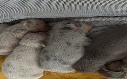 Mixed Breed dogs for sale: French bulldog X English bulldog  - Image 4