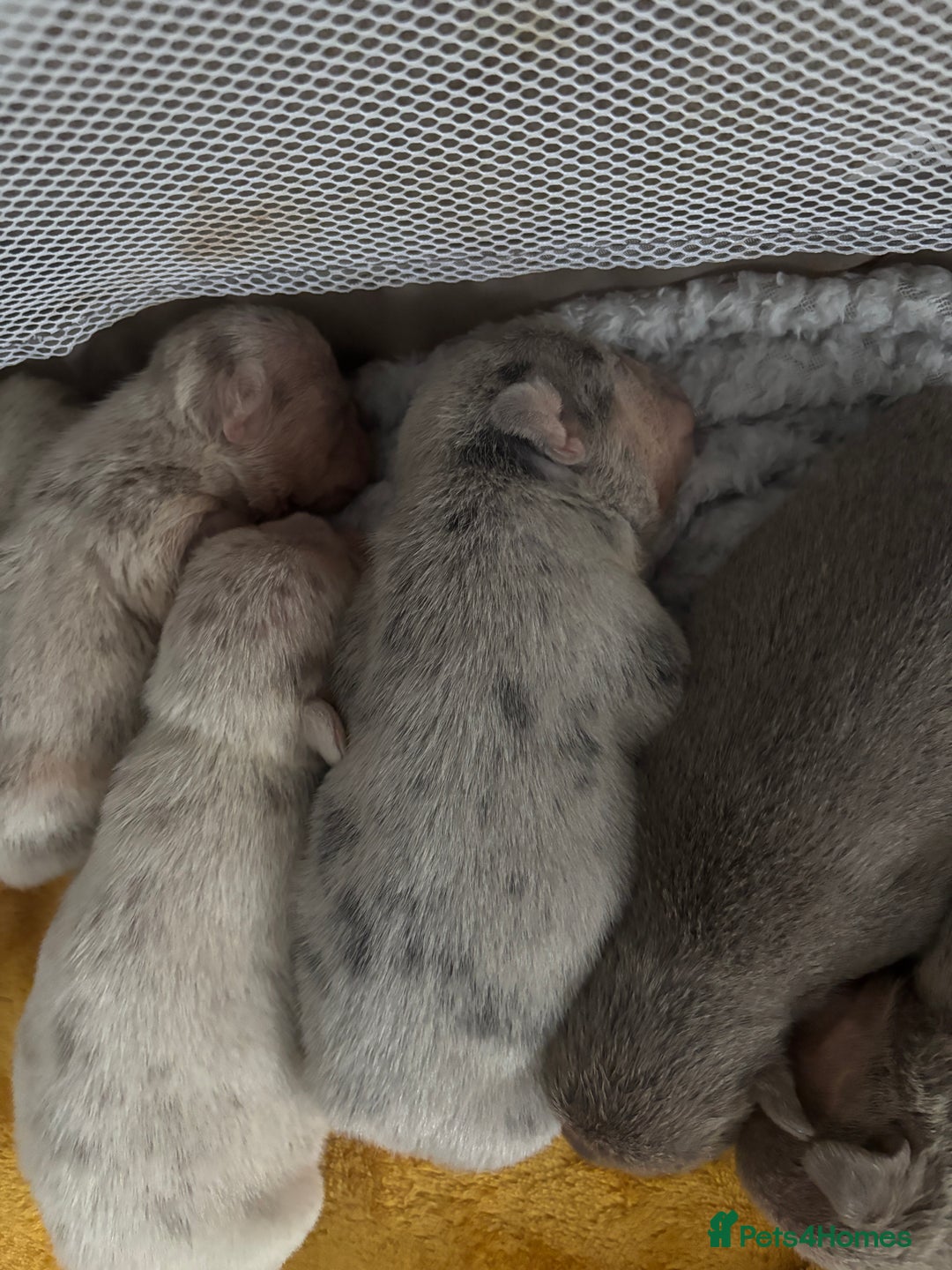 Mixed Breed dogs for sale: French bulldog X English bulldog  - Image 4