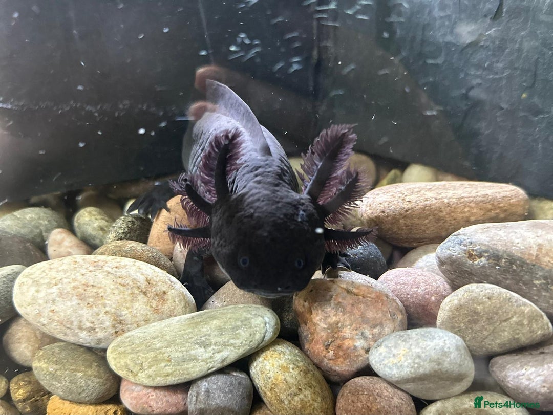 Axolotl reptiles for sale: Axolotl in Hunstanton - Image 5