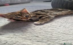 Mixed Breed cats for sale: Beautiful mix bengal kittens. - Image 8
