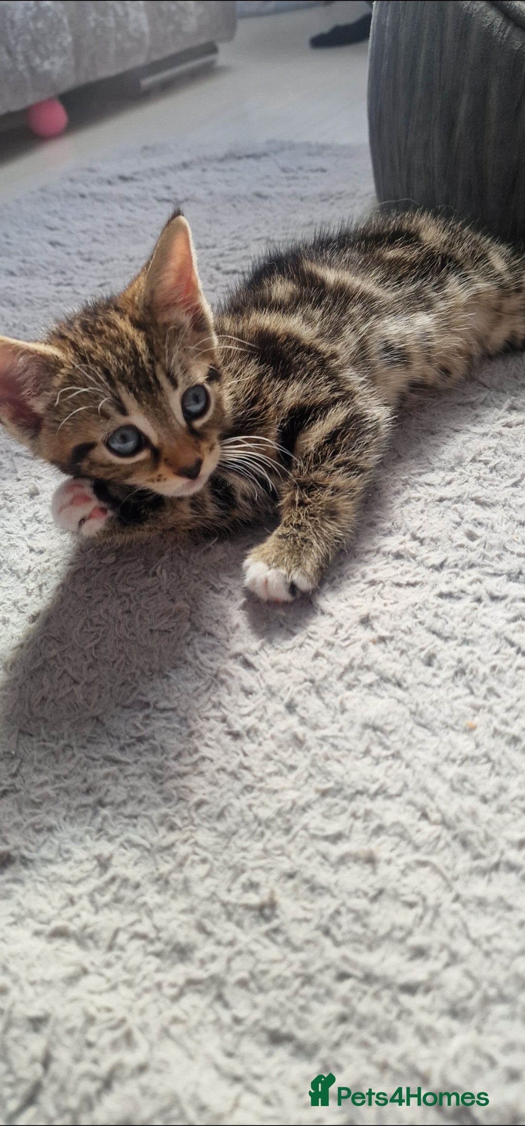 Mixed Breed cats for sale: Beautiful mix bengal kittens. - Image 8