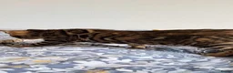 Bengal cats for sale: luxurious bengals - Advert 24