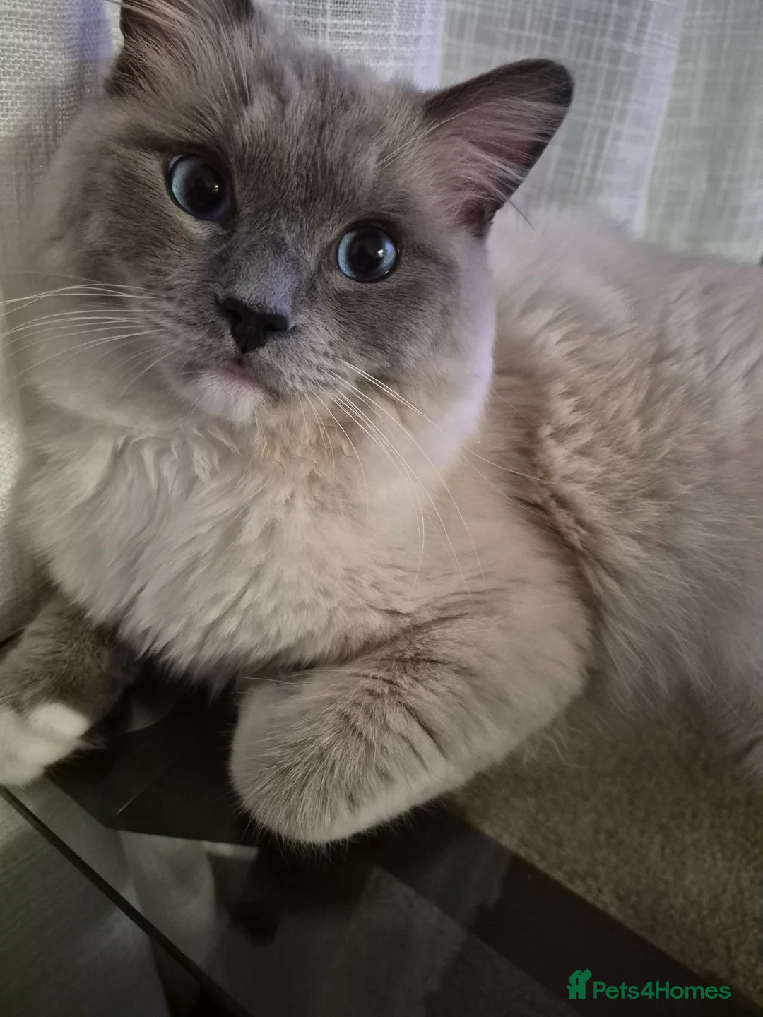 Mixed Breed cats for sale: Ragdoll x Siamese Cat - Advert 2