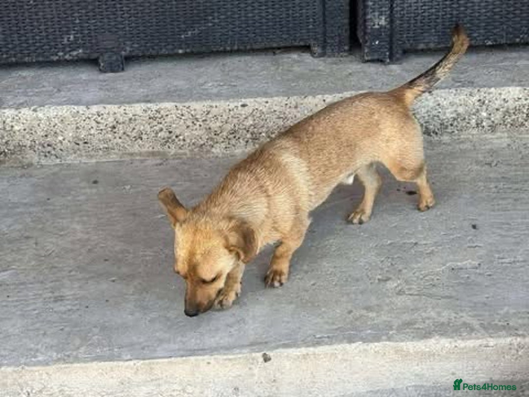 Mixed Breed dogs for adoption: Rescue boy Ethan is looking for his forever home - Advert 22