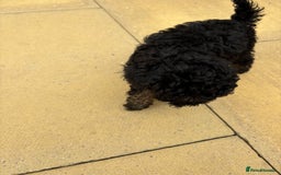 Toy Poodle dogs for sale: Toy poodle  - Image 7