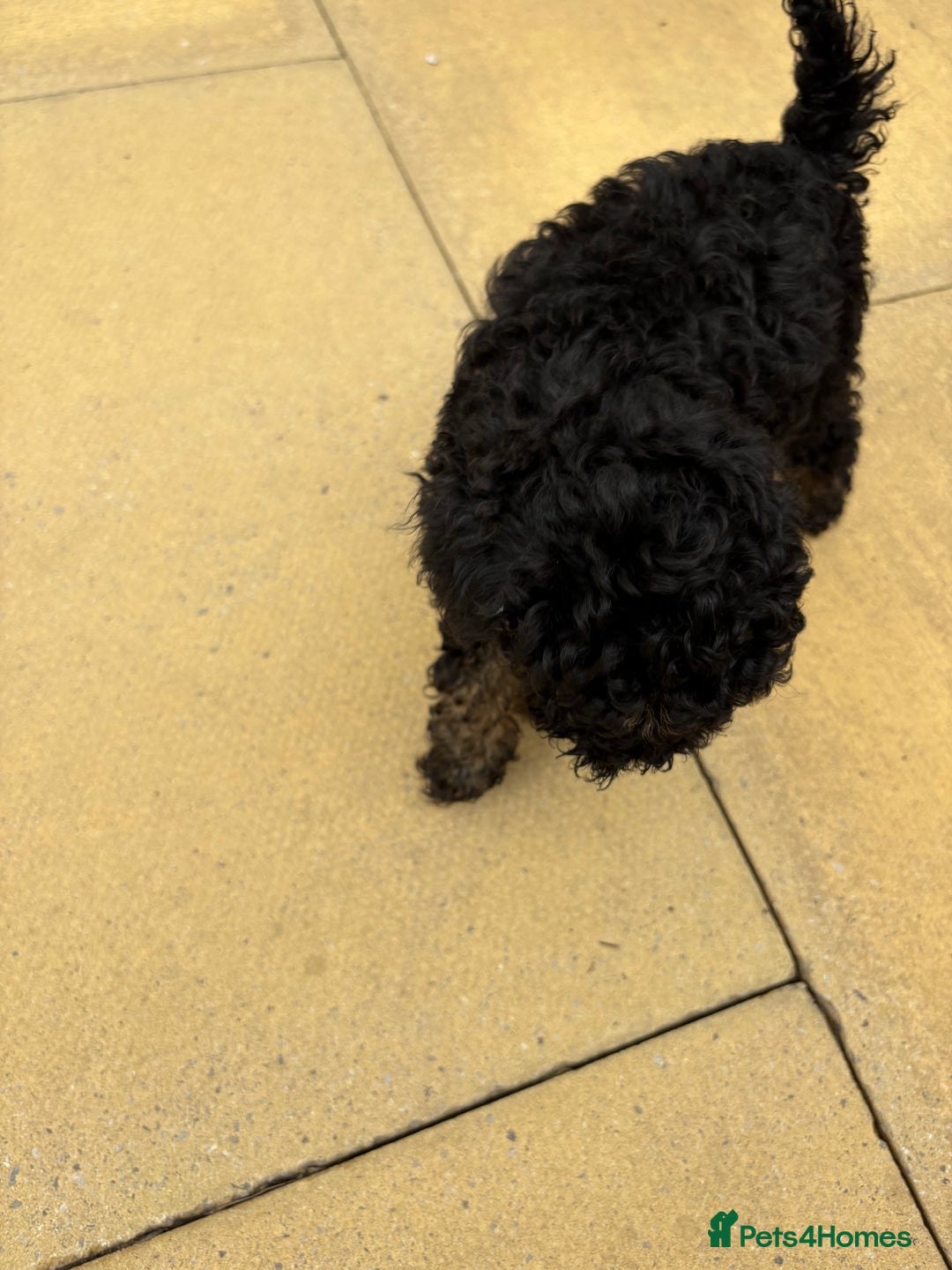 Toy Poodle dogs for sale: Toy poodle  - Image 7