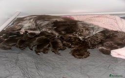 Cocker Spaniel dogs for sale: Beautiful show cocker spaniel puppy - Image 4