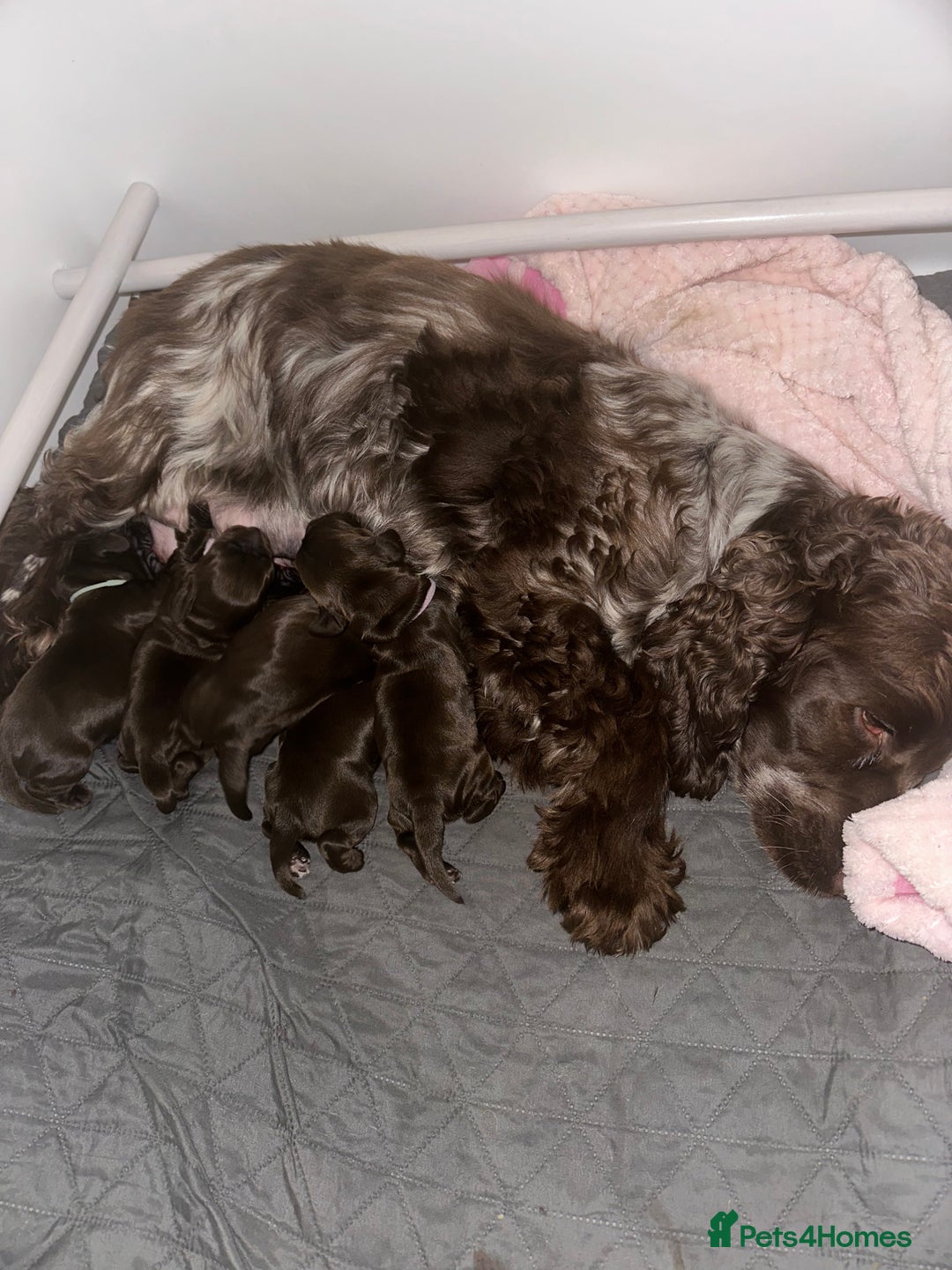 Cocker Spaniel dogs for sale: Beautiful show cocker spaniel puppy - Image 4