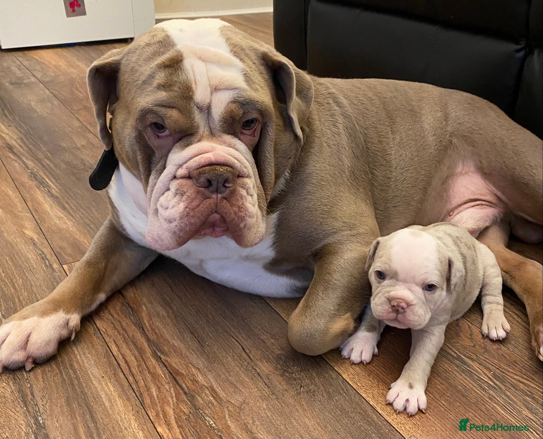 Pets4homes Old Tyme Bulldog Free To Good Home Old English Blue