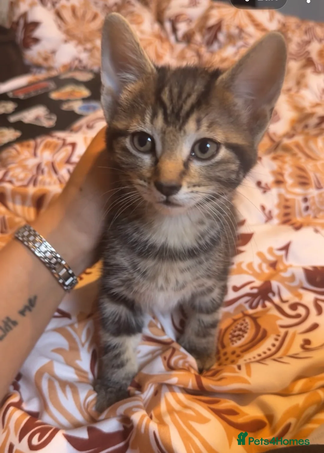Mixed Breed cats for sale: playful kittens - Advert 2