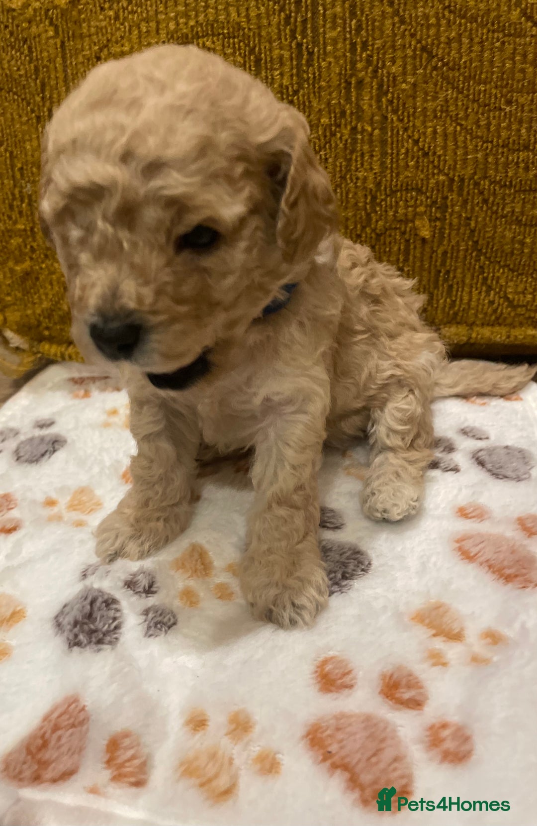 Cavapoo dogs for sale: FB2 cavapoo puppies-1 girl available  - Advert 18
