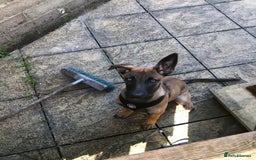 Belgian Shepherd Dog dogs for sale: Belgian mai girl - Image 4