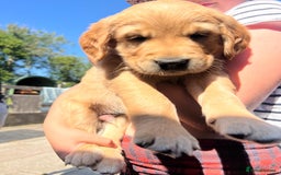 Golden Retriever dogs for sale: 2 beautiful golden retriever boys available. - Image 22