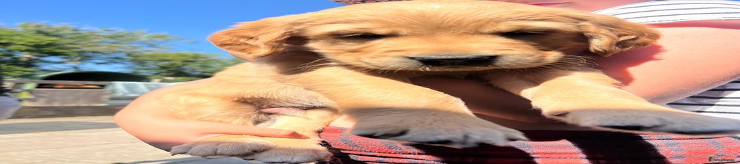 Golden Retriever Puppy 2