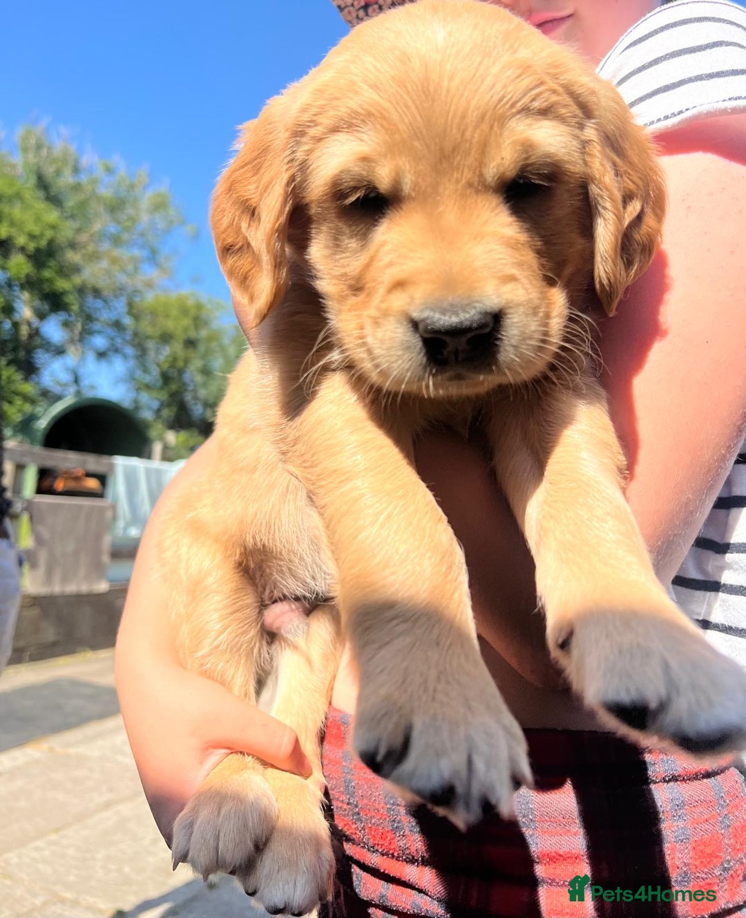 Golden Retriever dogs for sale: 2 beautiful golden retriever boys available. - Image 22
