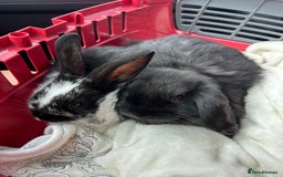 Mini Lop rabbits for sale: Mini lop and Holland boy bunnies - Image 1