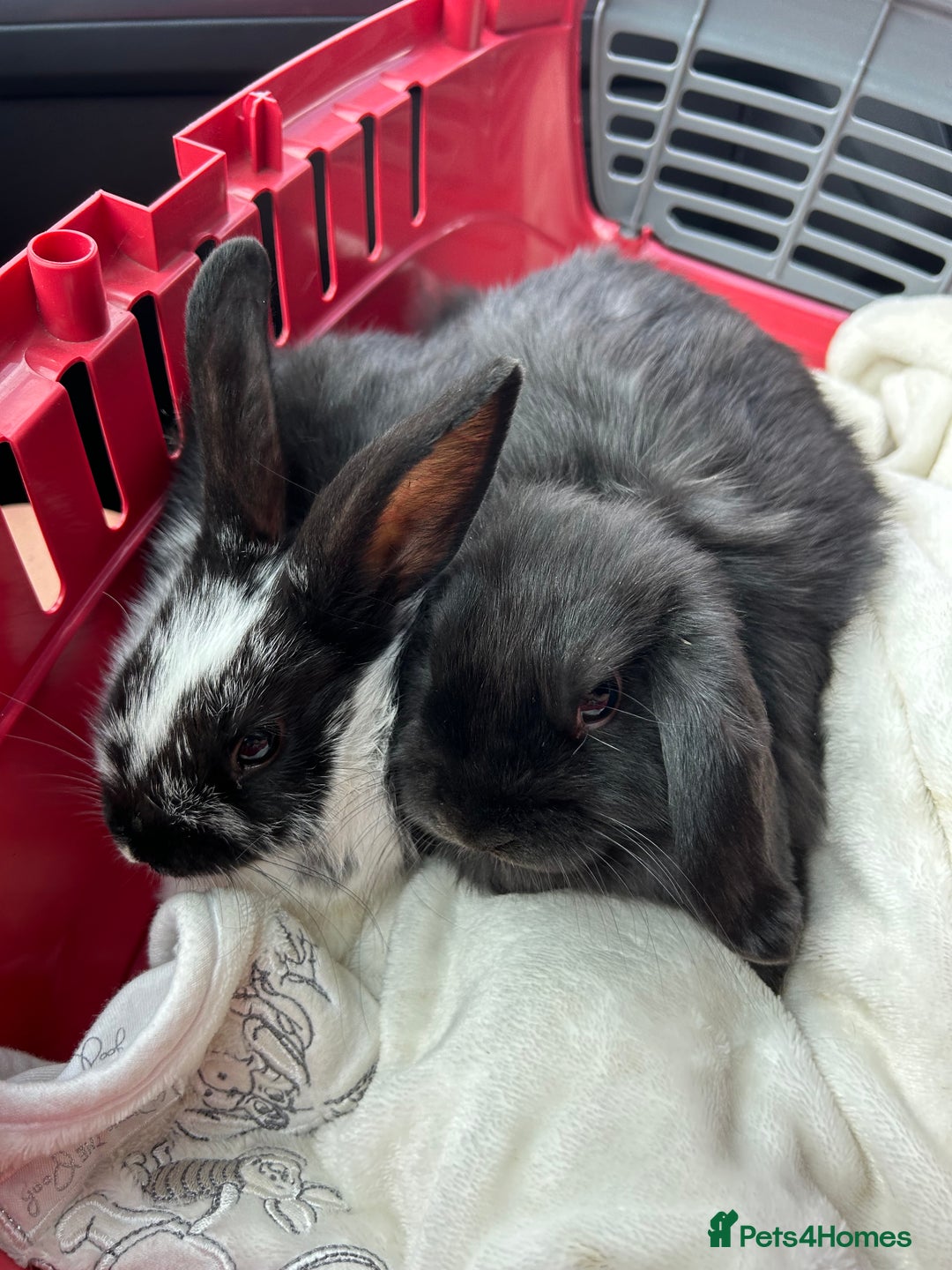 Mini Lop rabbits for sale: Mini lop and Holland boy bunnies - Image 1