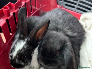 Mini Lop rabbits - Advert 19