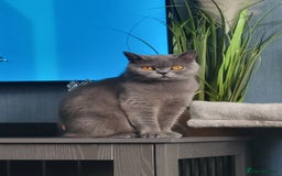 British Shorthair cats for sale: Beautiful Blue GCCF Female, Health Tested  - Image 1