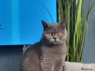 British Shorthair cats - Advert 1