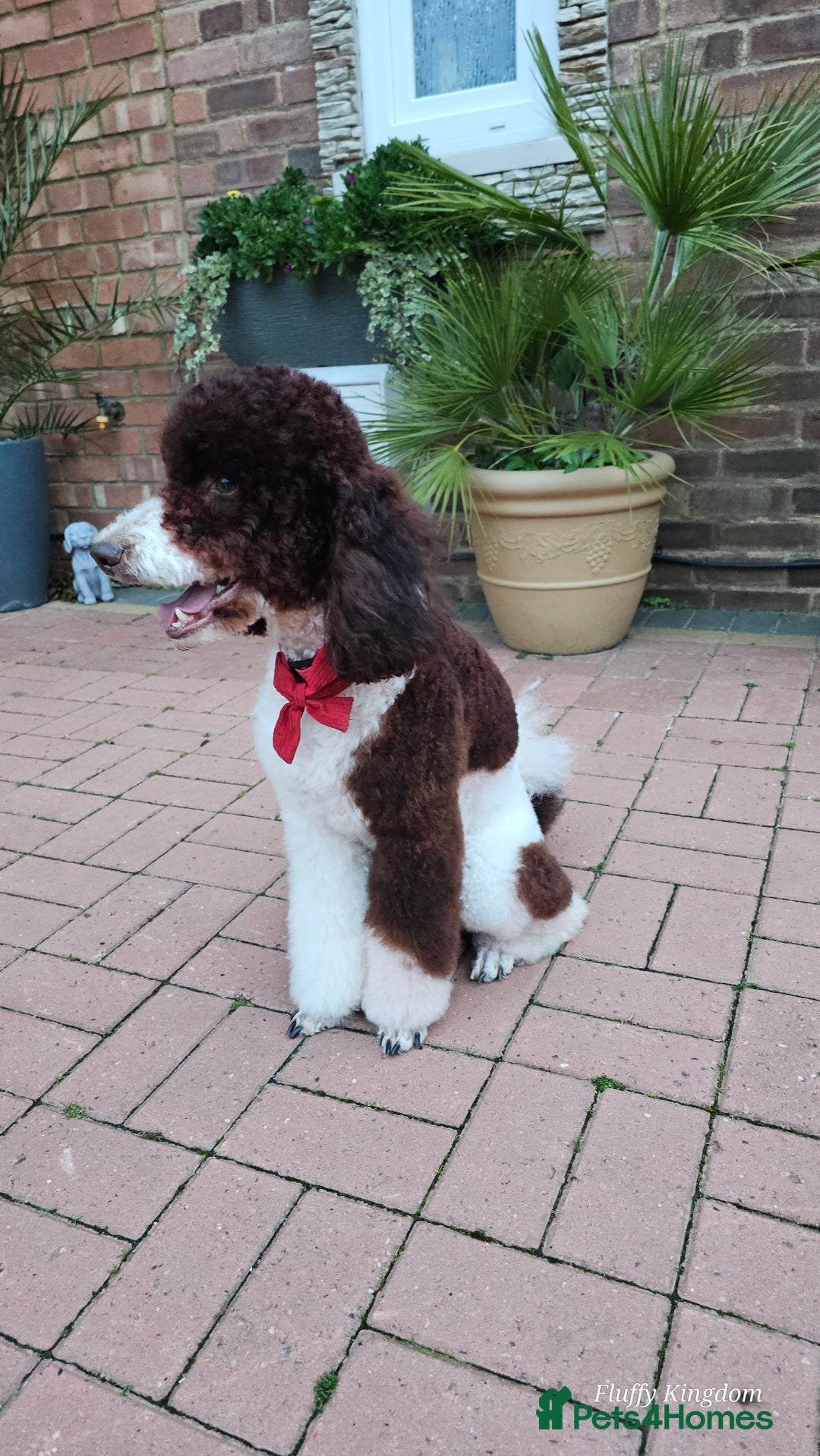Miniature Poodle dogs for stud: Stunning Fully health tests Poodle - Advert 17