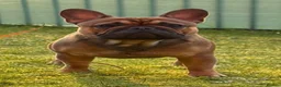 French Bulldog dogs for stud: Stud … Teddy …Rukaroobulls Cadeau du Ciel - Advert 2