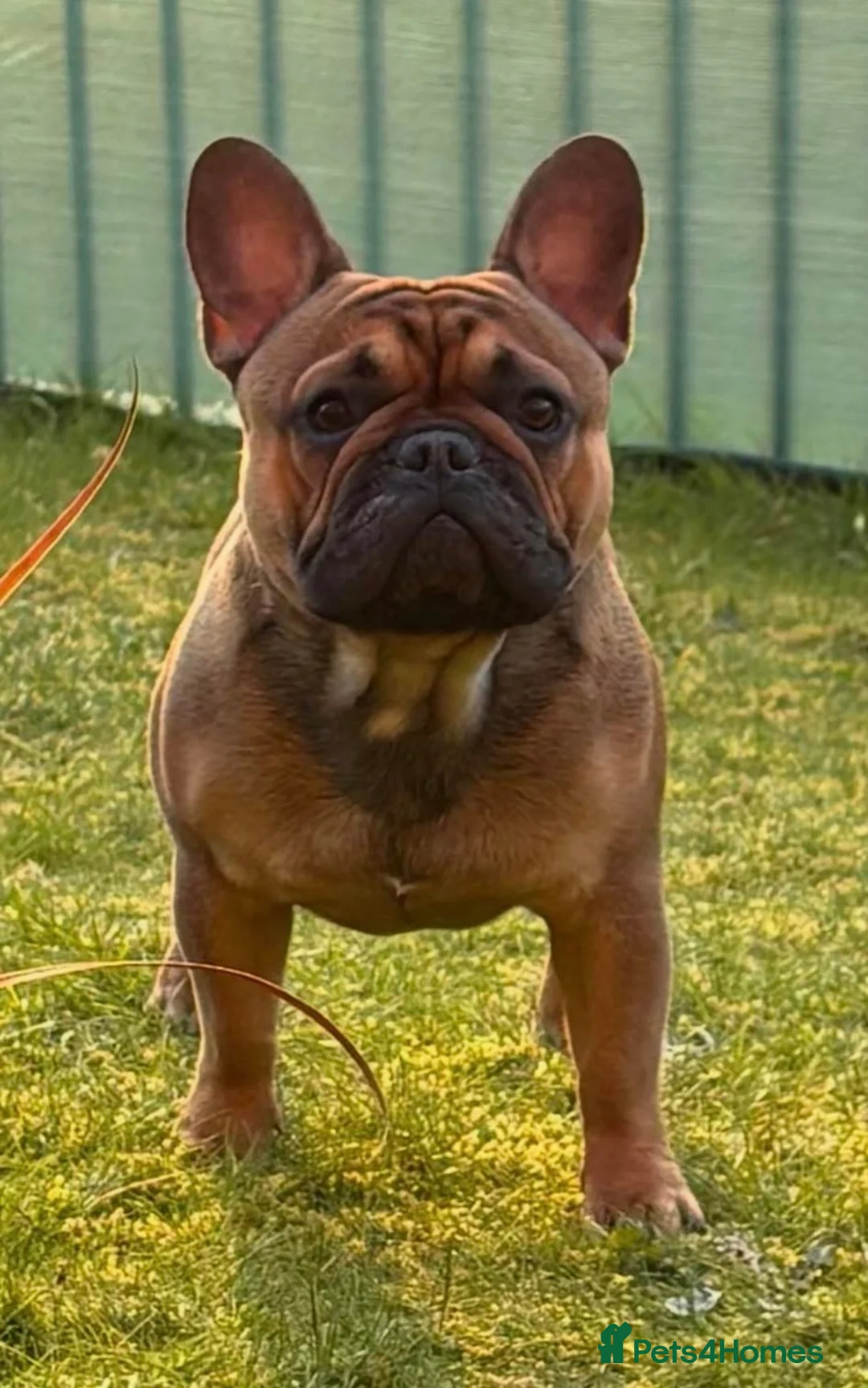 French Bulldog dogs for stud: Stud … Teddy …Rukaroobulls Cadeau du Ciel - Advert 2