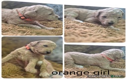 Labradoodle dogs for sale: Labradoodle muti gen f1bb - Image 13