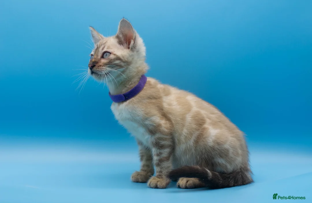 Bengal cats for sale: Snow Lynx Bengal Kittens–Available for Reservation - Advert 2