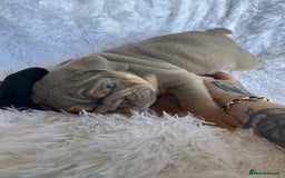 English Bulldog dogs for sale: Outstanding English bulldogs  - Image 15