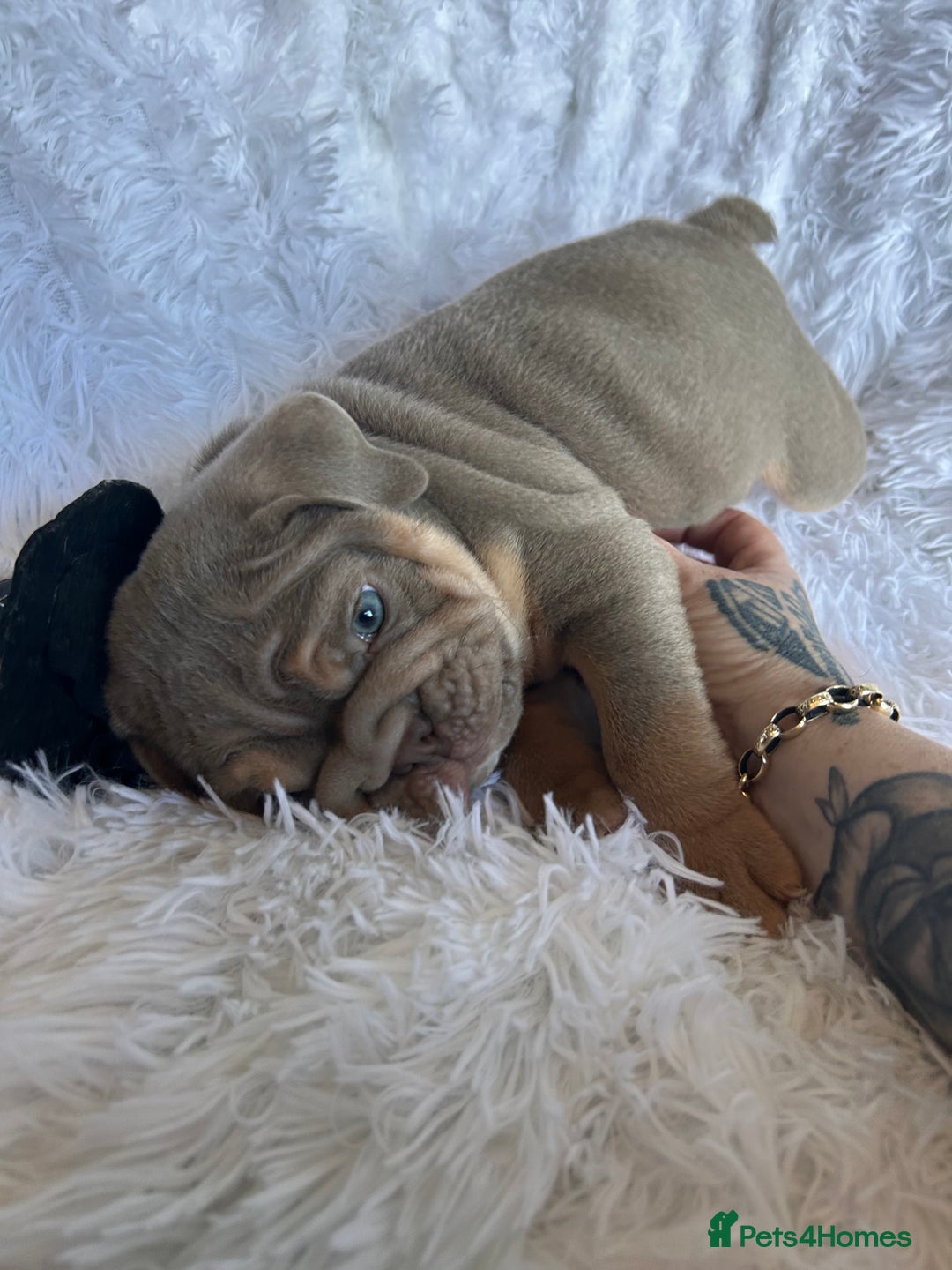 English Bulldog dogs for sale: Outstanding English bulldogs  - Image 15