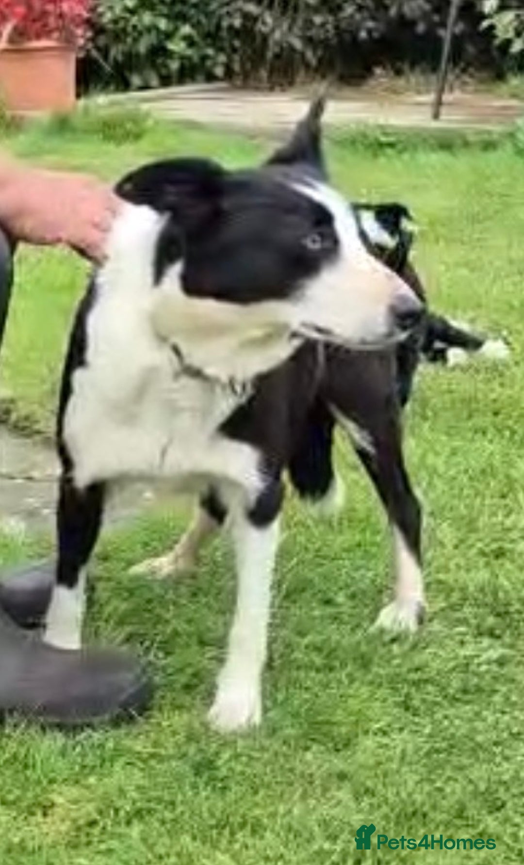 Border Collie dogs for sale: Alex is looking for his forever home  - Advert 3