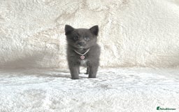 Pomsky dogs for sale: Adorable small f3 Pomsky puppies for sale  - Image 6