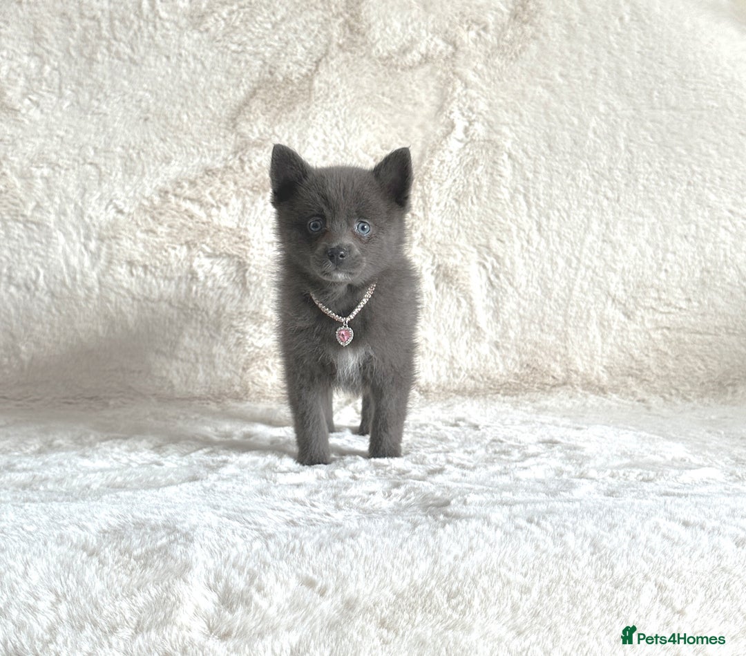 Pomsky dogs for sale: Adorable small f3 Pomsky puppies for sale  - Image 6