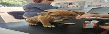 Mixed Breed 4