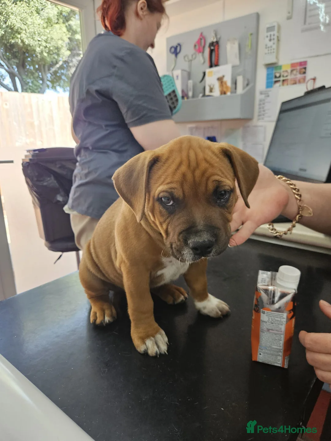 Mixed Breed dogs for sale: 4 left from 8 - Advert 2