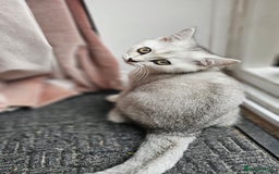 British Shorthair cats for sale: British Shorthair Kittens – Golden & Silver Shaded - Image 15