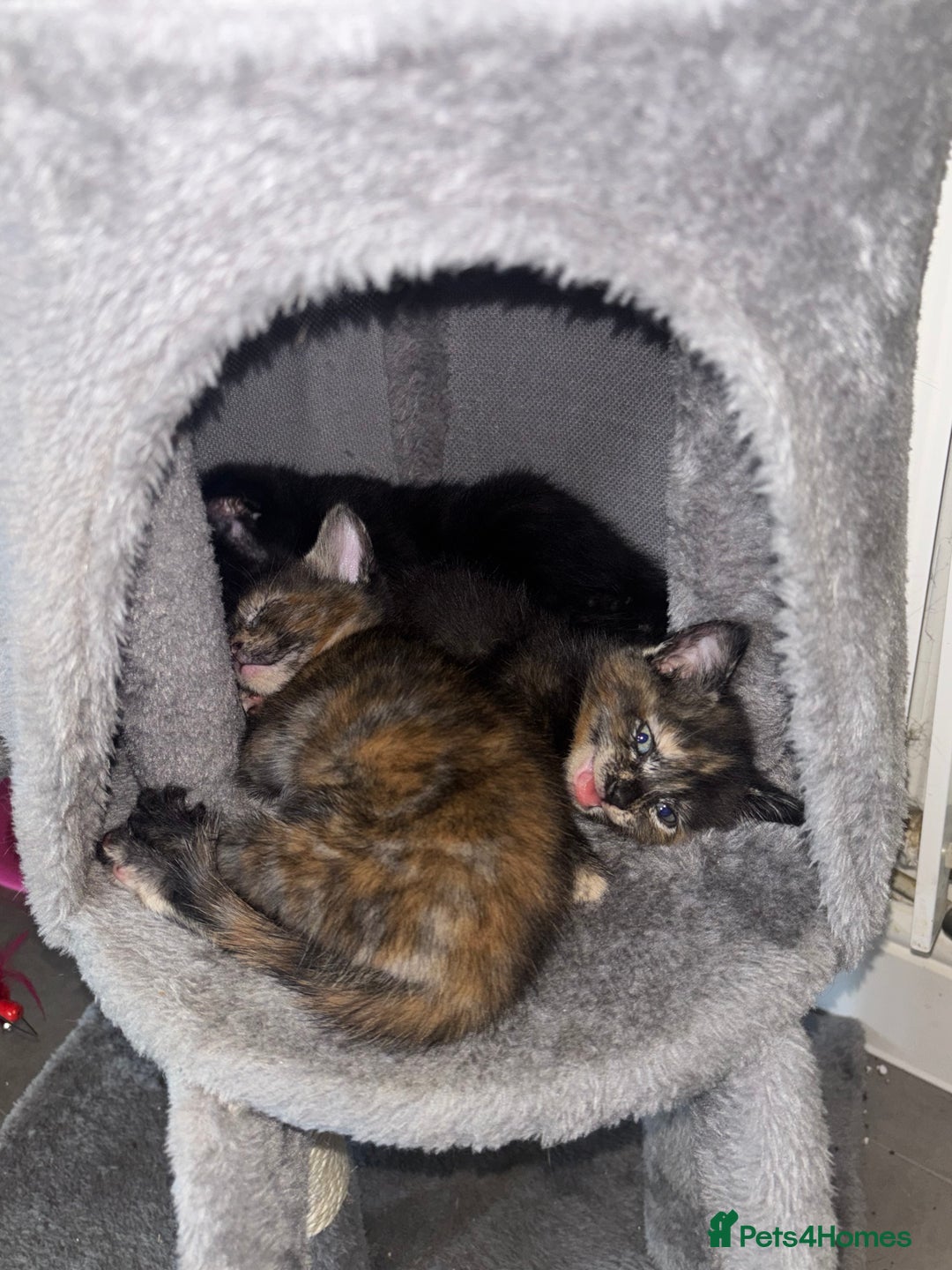Mixed Breed cats for sale: Kittens ready for forever homes - Image 5