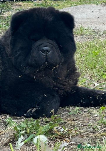 Gallery Image {{count}}