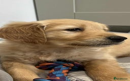 Golden Retriever dogs for sale: Beautiful Chunky KC Golden Retriever Puppies - Image 3