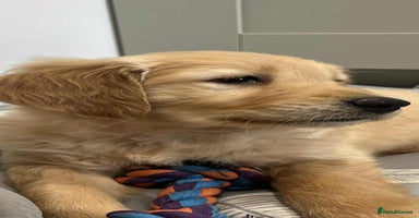 Golden Retriever dogs - Advert 2