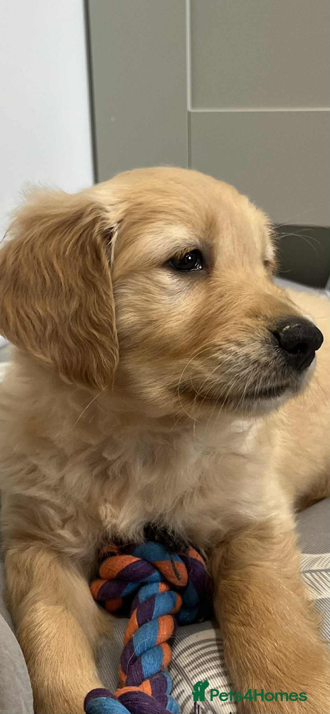 Golden Retriever dogs for sale: Beautiful Chunky KC Golden Retriever Puppies - Image 3