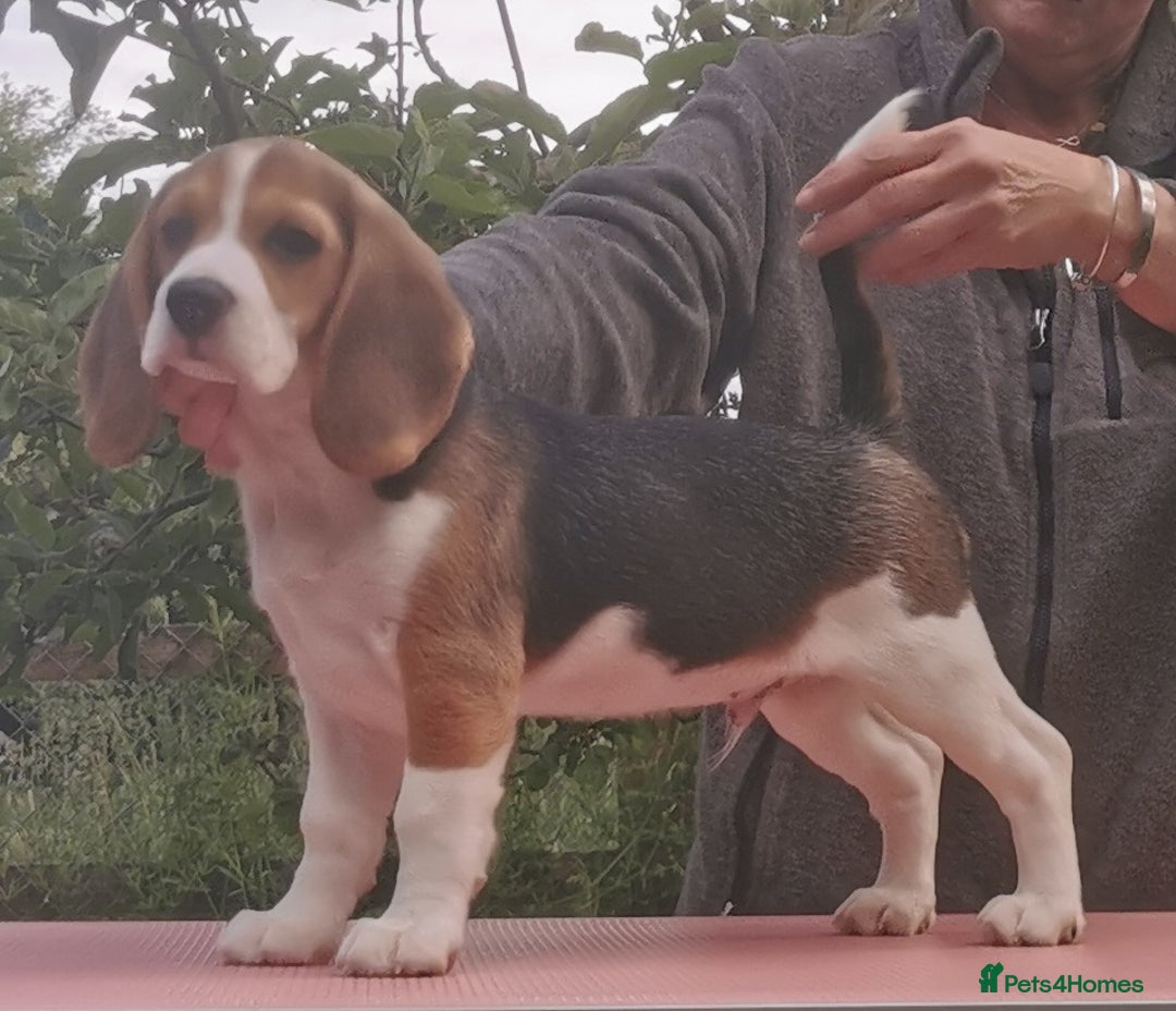 Beagle dogs for sale: **FULLY HEALTH TESTED TRI BEAGLE MALE AVAILABLE** - Image 3