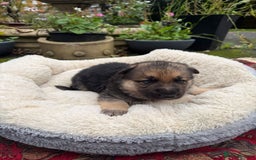 German Shepherd dogs for sale: German Shepherd puppy for sale - Image 14