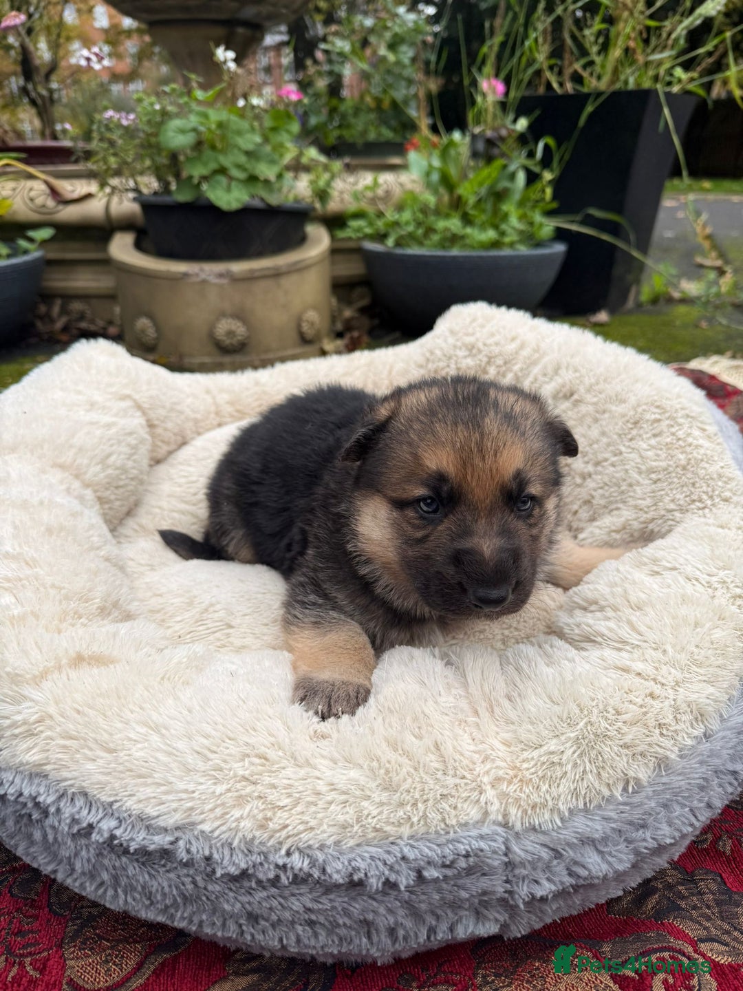 German Shepherd dogs for sale: German Shepherd puppy for sale - Image 14