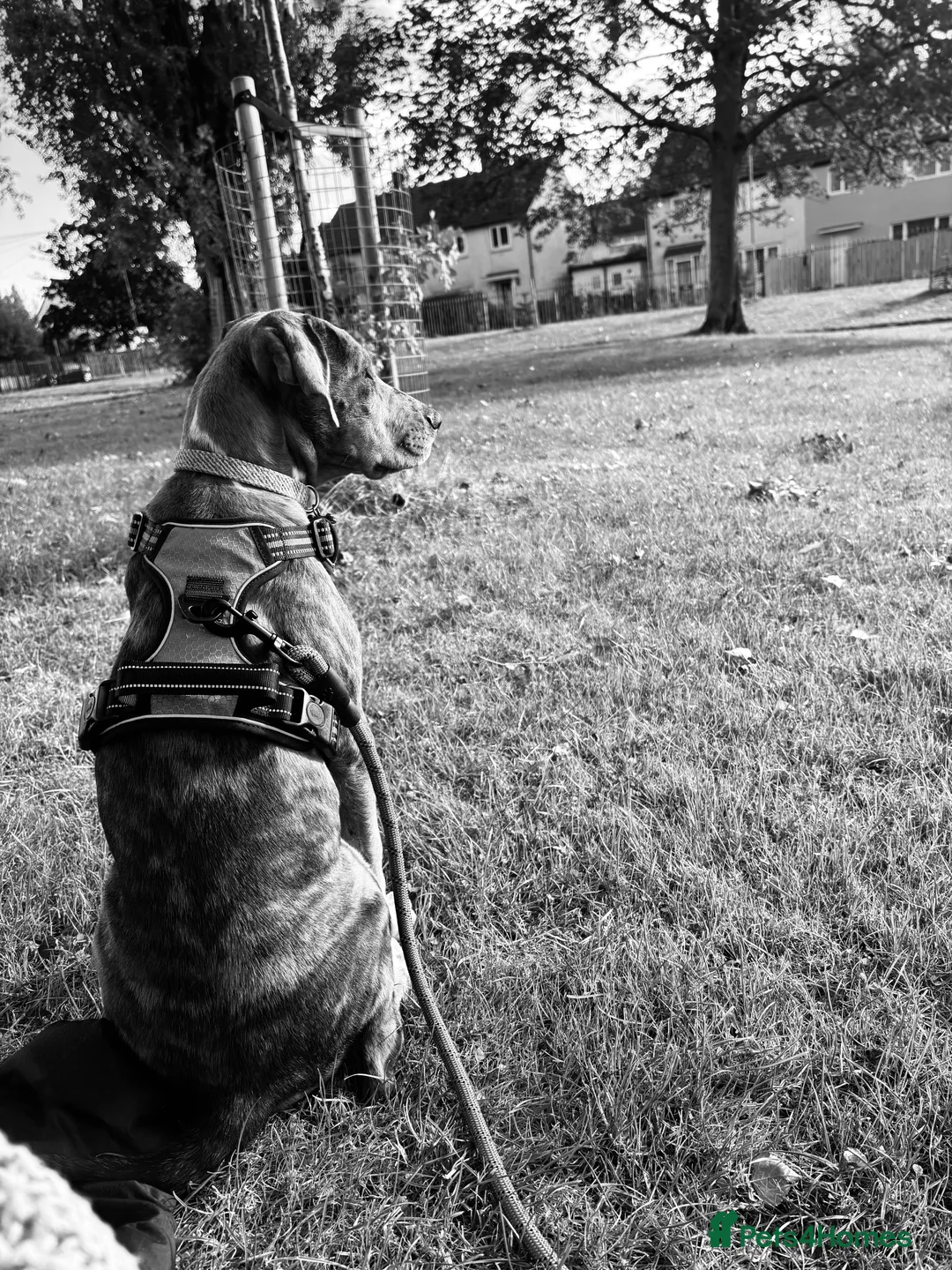 Mixed Breed dogs for sale: Fraya - Advert 6